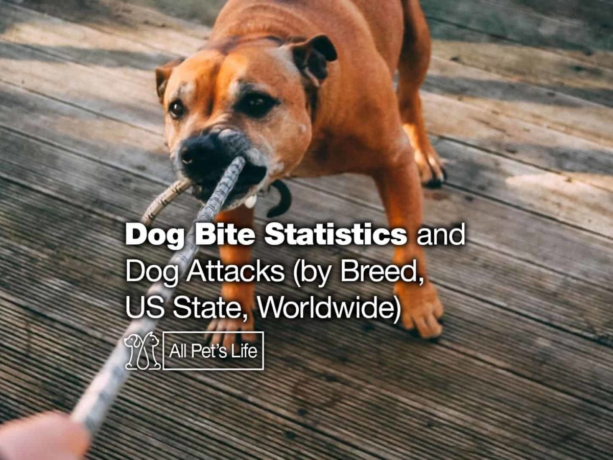 Dog Bite Statistics And Dog Attacks 2021 By Breed Us State Worldwide