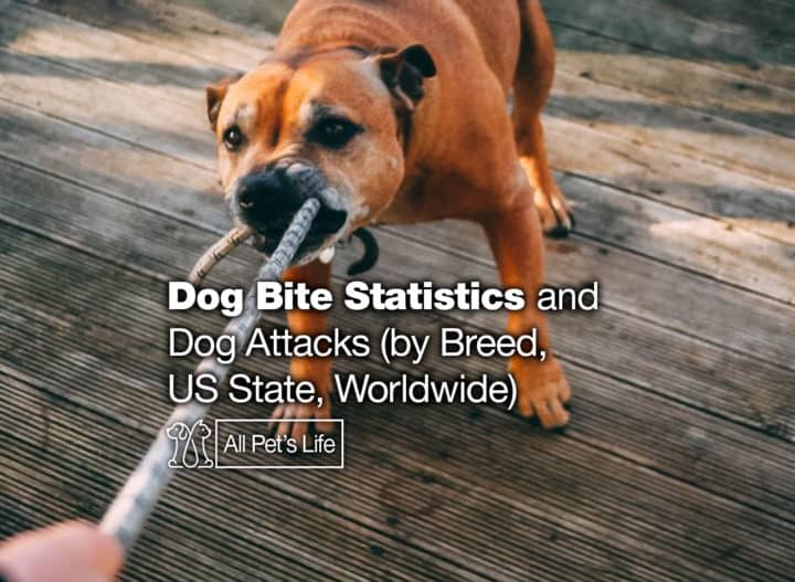 Dog Bite Statistics And Dog Attacks 2021 By Breed US State Worldwide   Dog Bite Statistics Attacks Breed Us Worldwide 720x527 