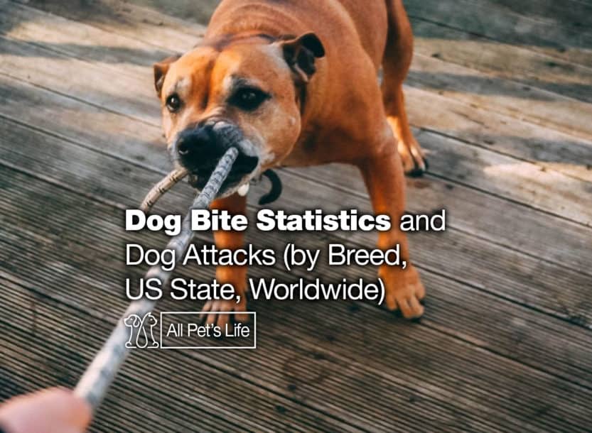Dog Bite Statistics and Dog Attacks 2021 (by Breed, US State, Worldwide) Dog Bite Statistics and Dog Attacks 2021 (by Breed, US State, Worldwide)