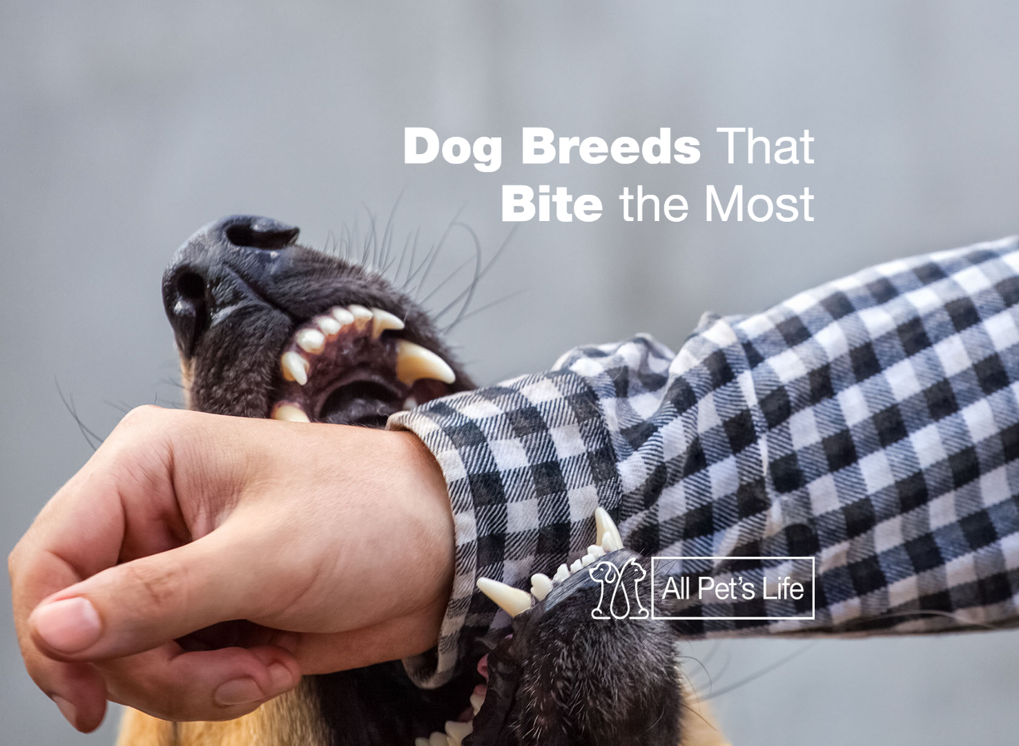 11 Dog Breeds That Bite the Most All Pet's Life