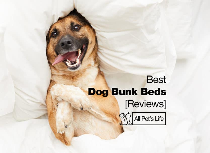 dog bunk beds