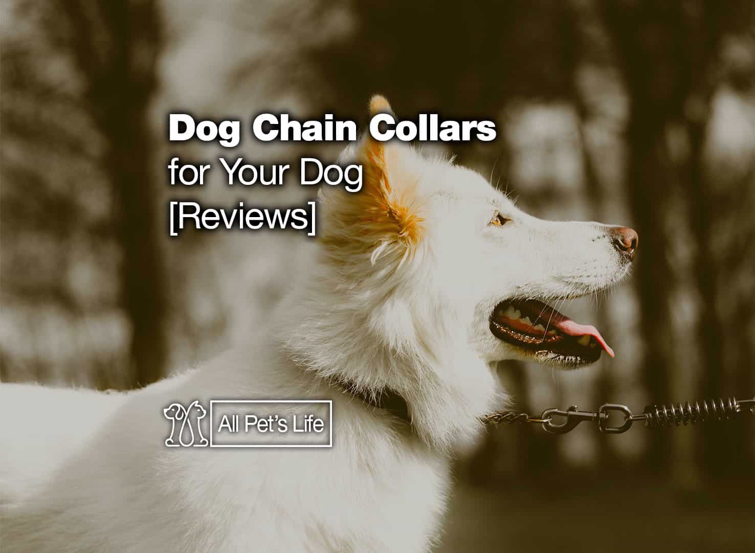 12 Dog Chain Collar Products for Your Dog [2023] All Pet's Life