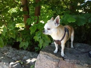 dog chihuahua walking how long do dogs live