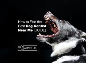 Read more about the article How to Find the Best Dog Dentist [2023]