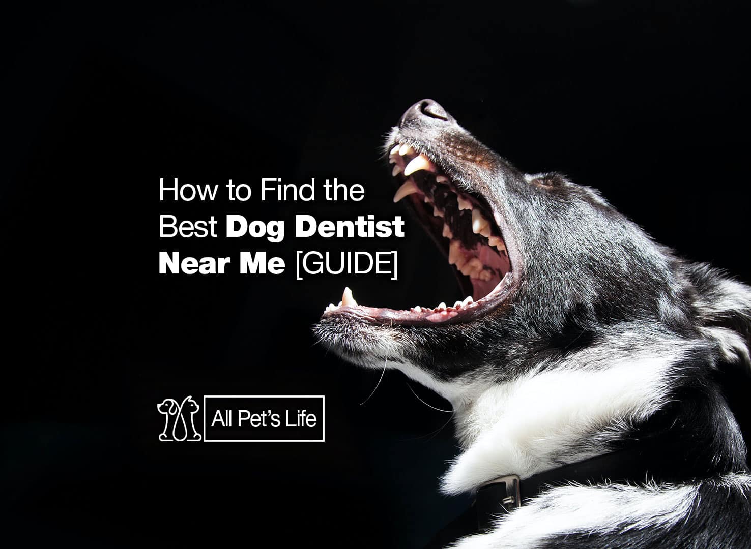 How to Find the Best Dog Dentist [2023] All Pet's Life