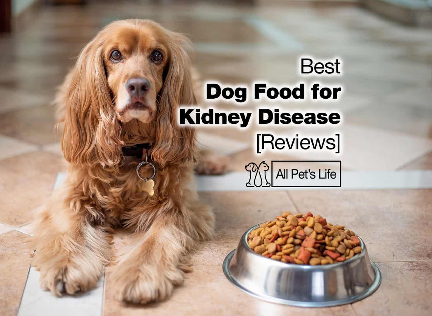 What Treats Can A Dog With Kidney Disease Eat