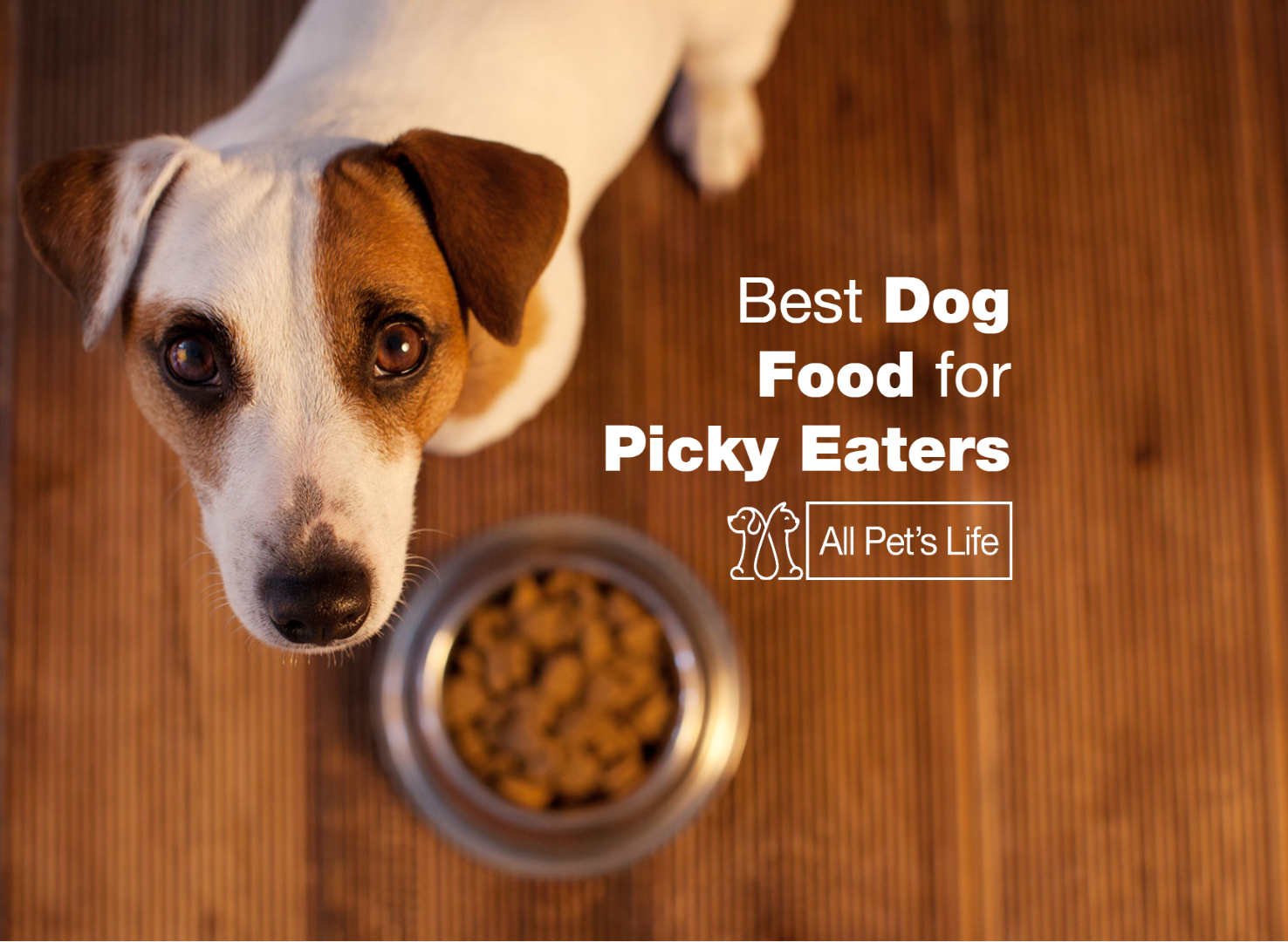 dog food for finicky dogs
