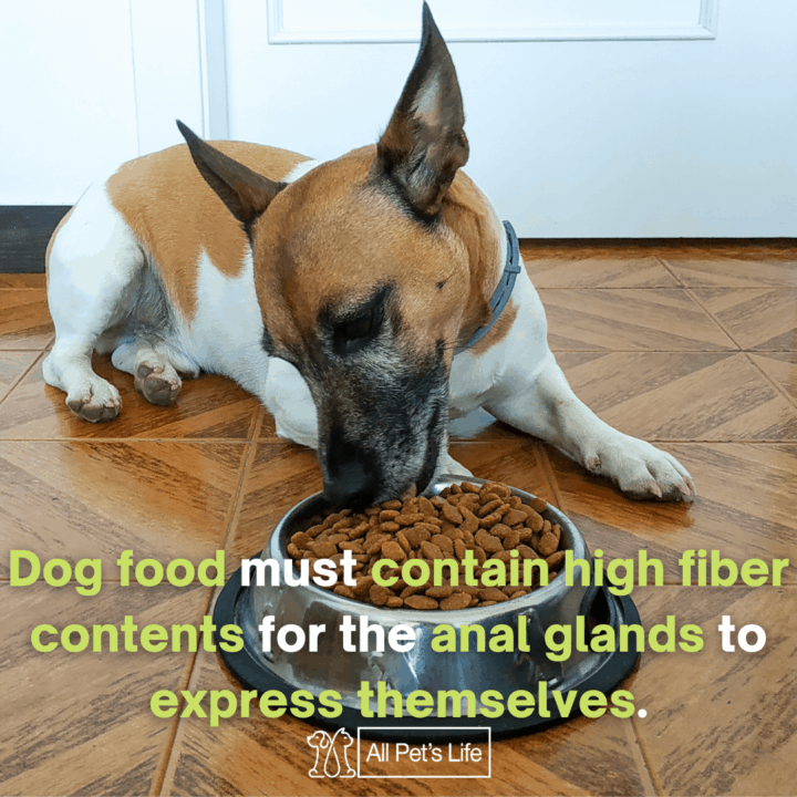 5 Best HighFiber Dog Food for Anal Gland Problems [2021 Reviews] All Pet