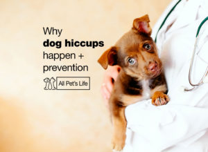 Read more about the article Why dog hiccups happen +prevention [2023]
