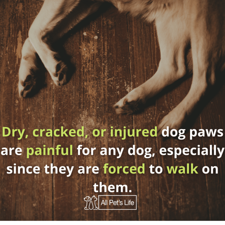 dog paw cleaner injuries