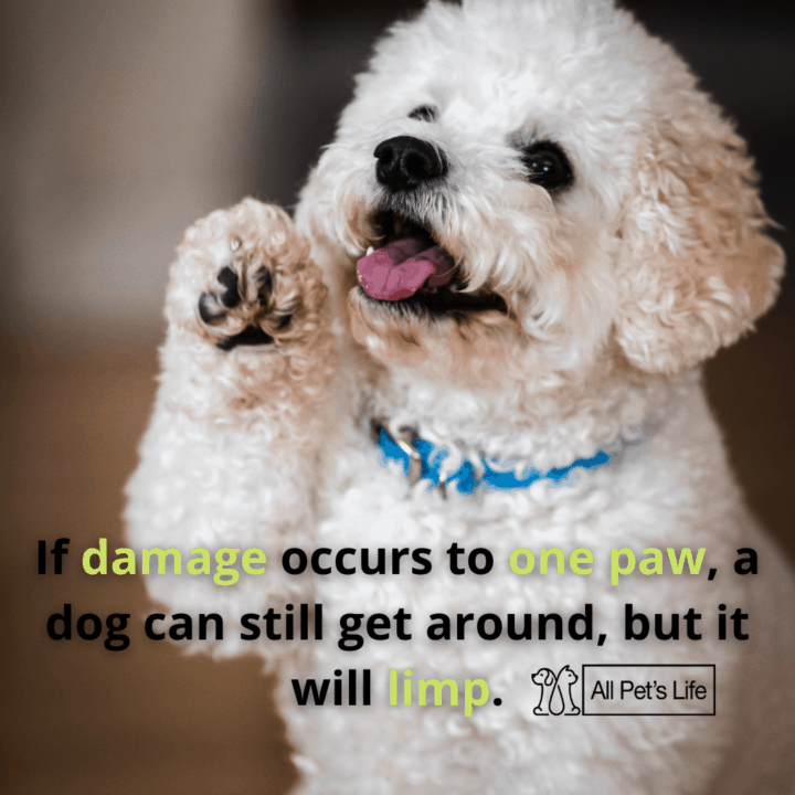 dog paw cleaner: dog showing its paw
