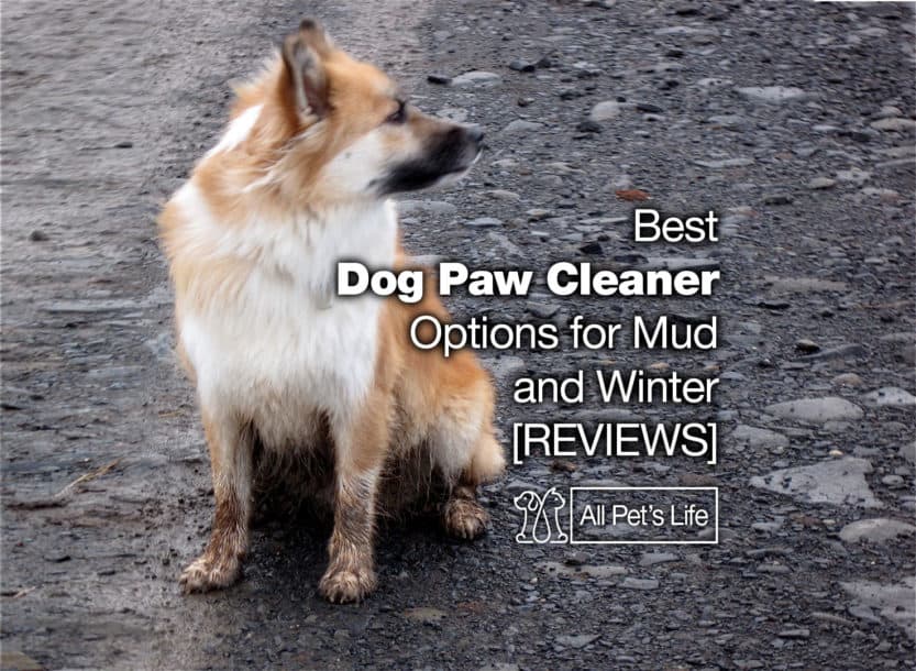 dog paw cleaner