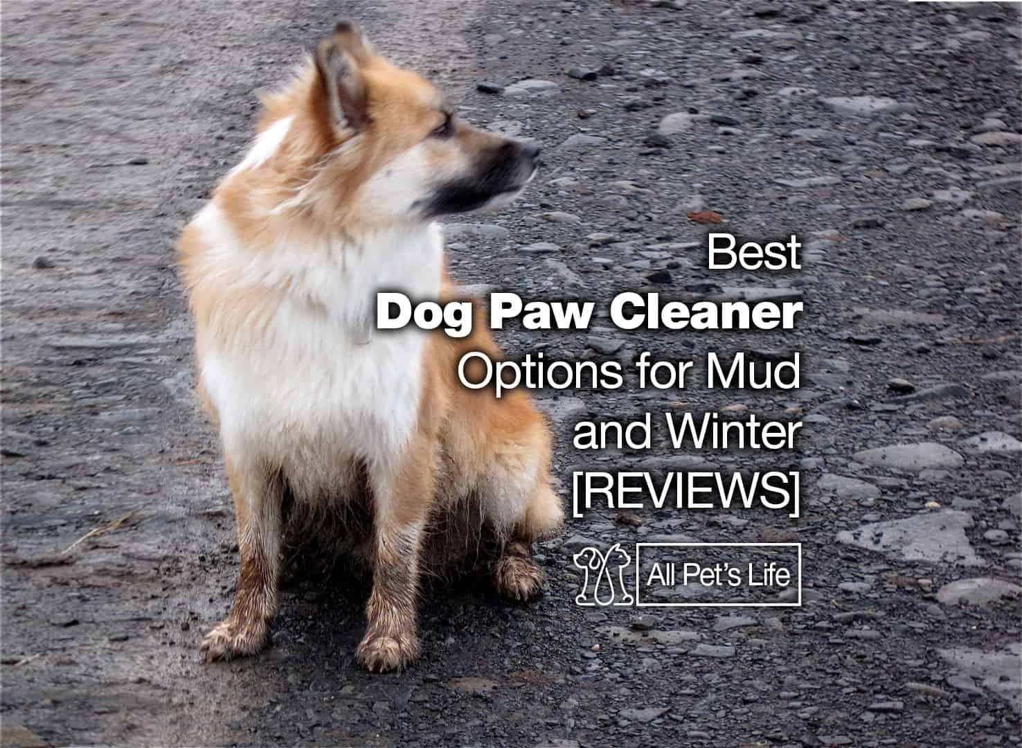 9 Dog Paw Cleaner Options for Winter, Mud [2023] All Pet's Life