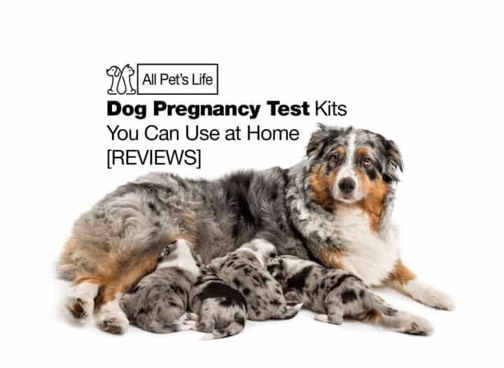 7 Dog Pregnancy Test Kits You Can Use At Home 2021 REVIEWS All Pet   Dog Pregnancy Test 720x527 