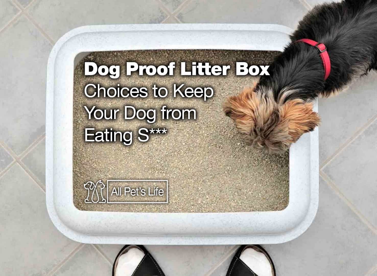 12 Dog Proof Litter Box Choices To Keep Your Dog From Eating S*** - All Pet's Life