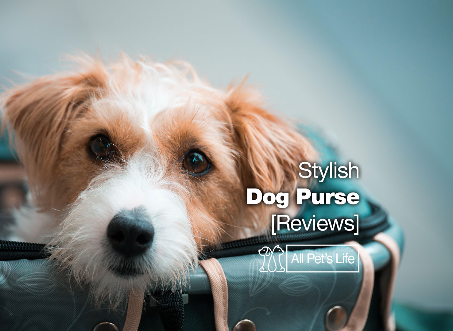 11 Stylish Dog Purse Reviews for You [2022] All Pet's Life