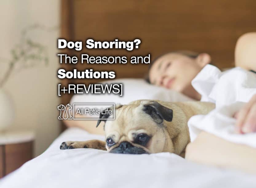 Dog Snoring? The Reasons and 11 Solutions [2021 REVIEWS] All Pet's Life