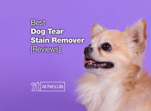 Read more about the article 10 Best Dog Tear Stain Remover [2023]