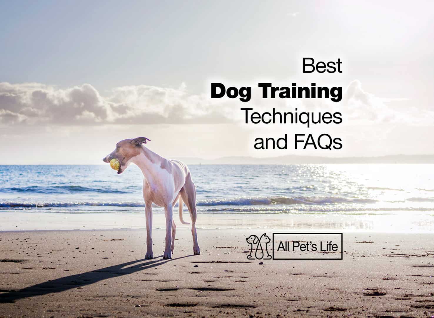 What Dog Training Techniques You Should Use [2023] All Pet's Life