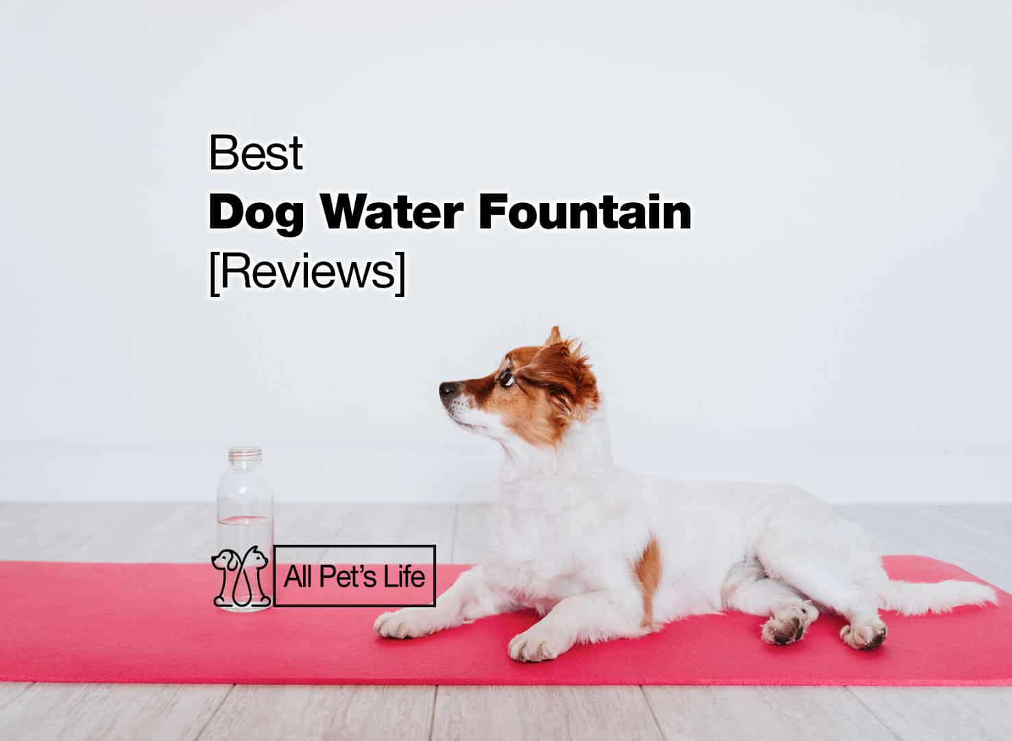 10 Best Dog Water Fountains [2023] All Pet's Life