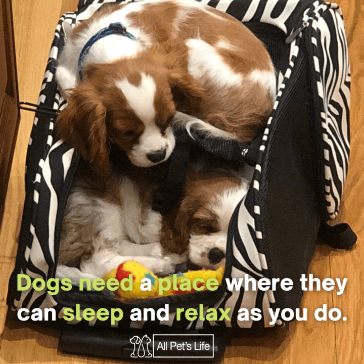 dog sleep on a dog bed