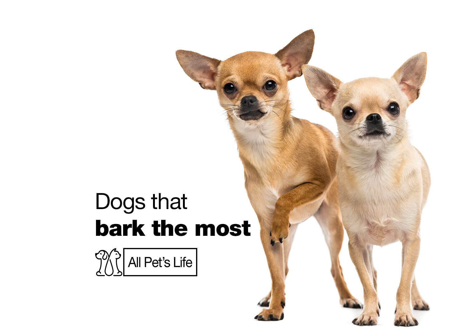 11 Dogs that bark the most [2023] All Pet's Life