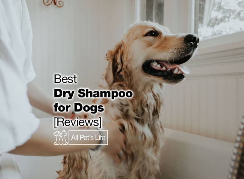 12 Best Dry Shampoo for Dogs or DIY [2021 Reviews] All Pet's Life