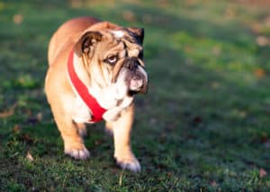 english bulldog