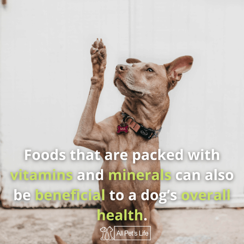 12 Best Salmon Dog Food Brands [2021 REVIEWS] All Pet's Life