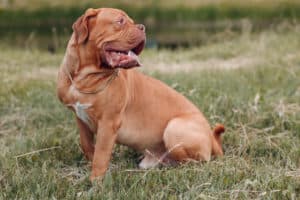 french mastiff
