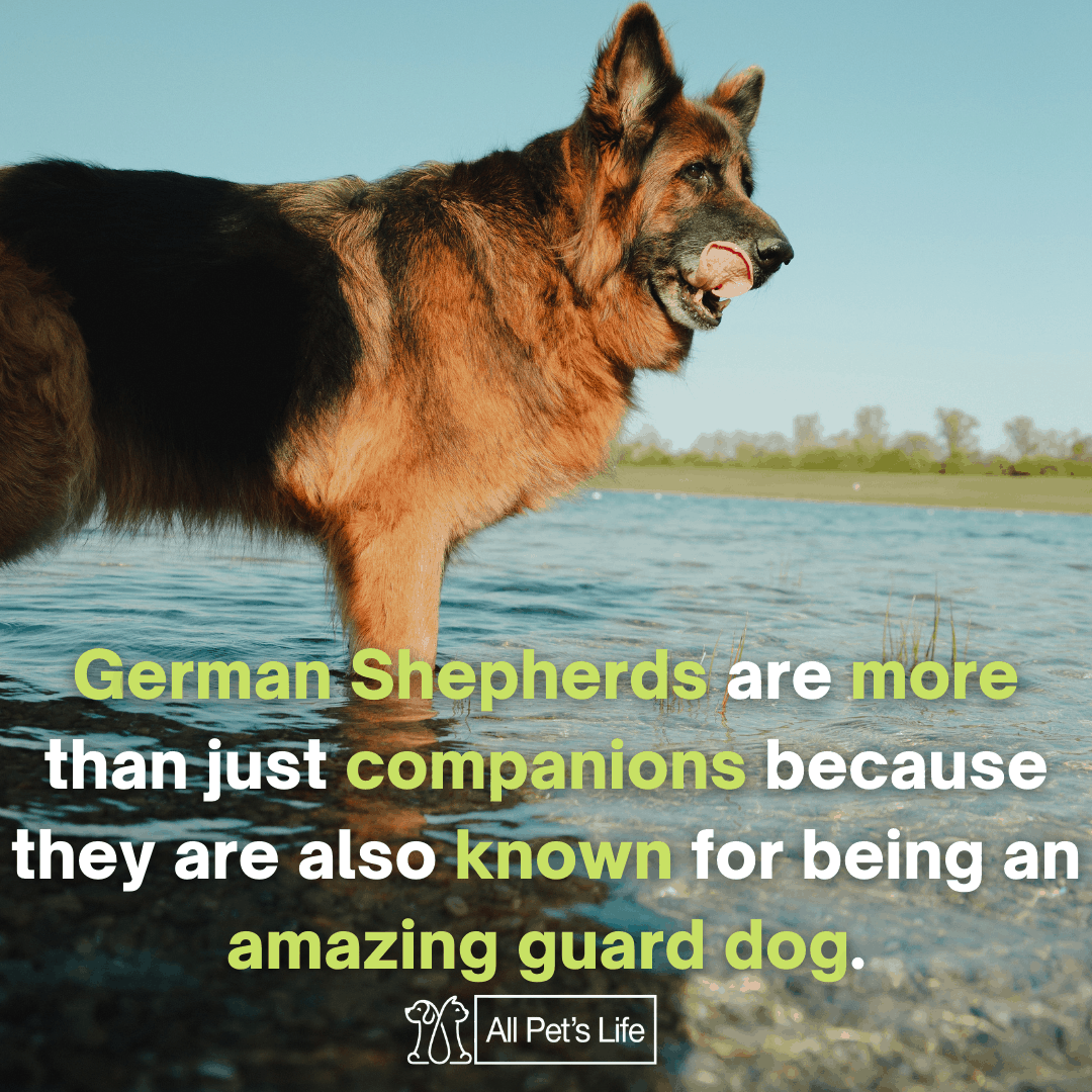 4 Best Dog Food for German Shepherd 2021 [Reviews] All Pet's Life