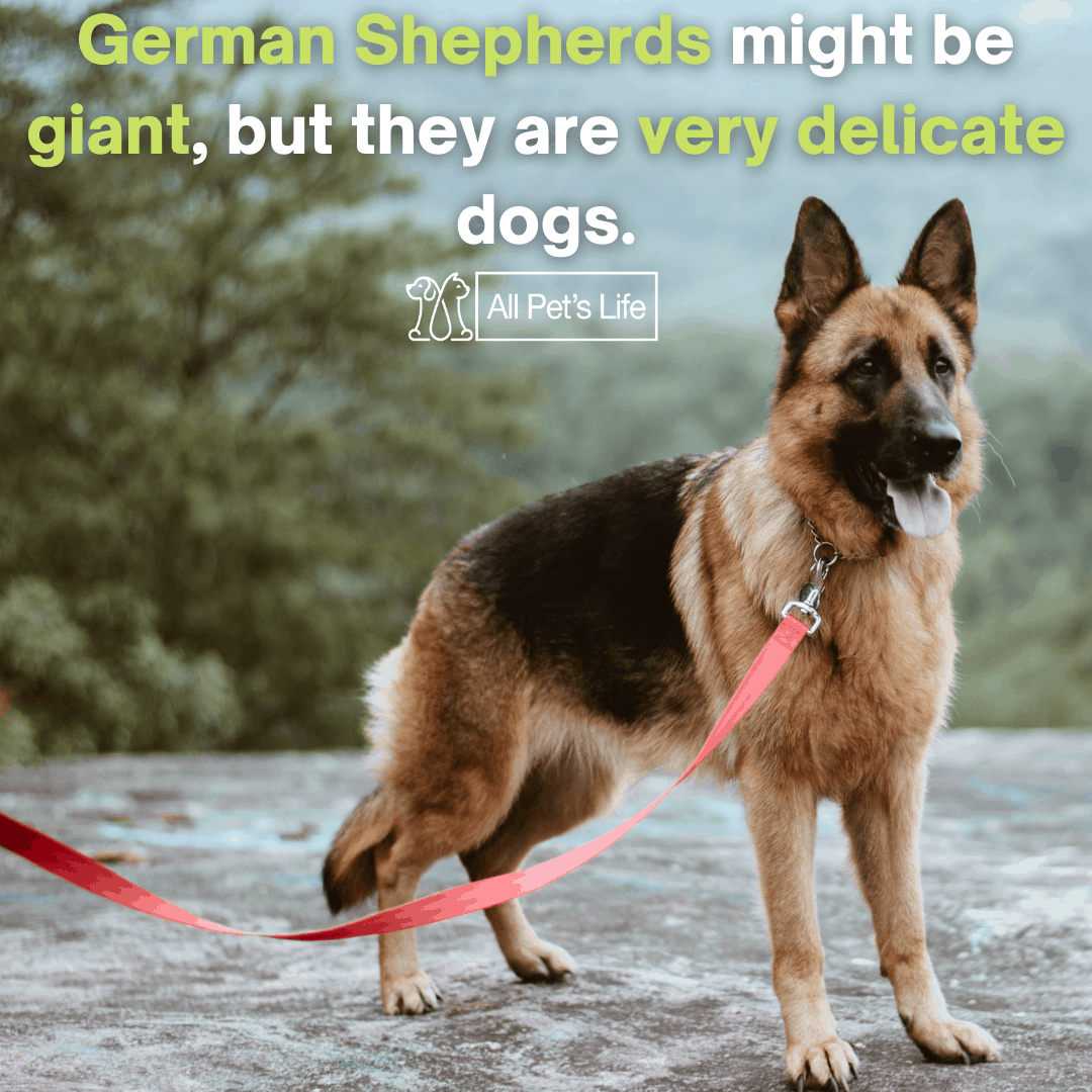 4 Best Dog Food for German Shepherd 2021 [Reviews] All Pet's Life