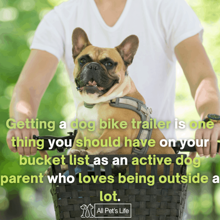 dog riding a bike trailer