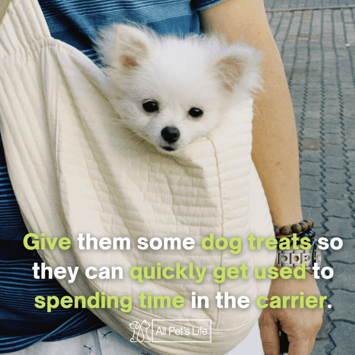dog inside a dog sling carrier