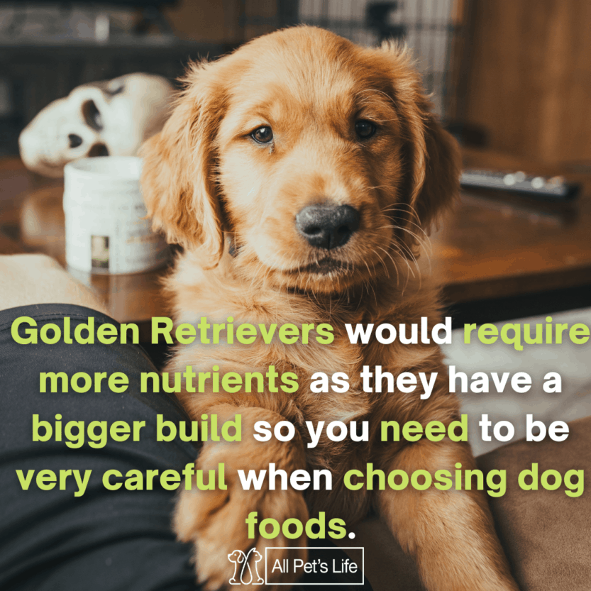 12 Best Dog Food for Golden Retrievers 2021 [The Ultimate Guide] All Pet's Life