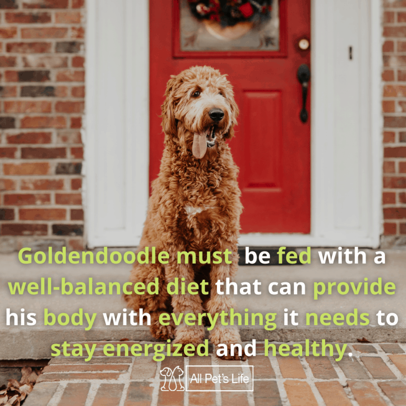 Top 10 Best Dog Food for Goldendoodles 2021 [Reviews] All Pet's Life