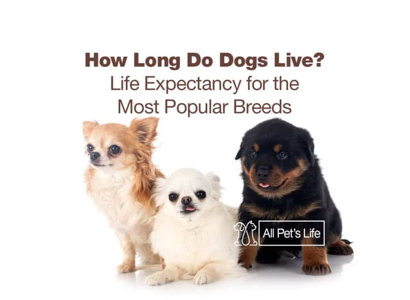 how long do dogs live