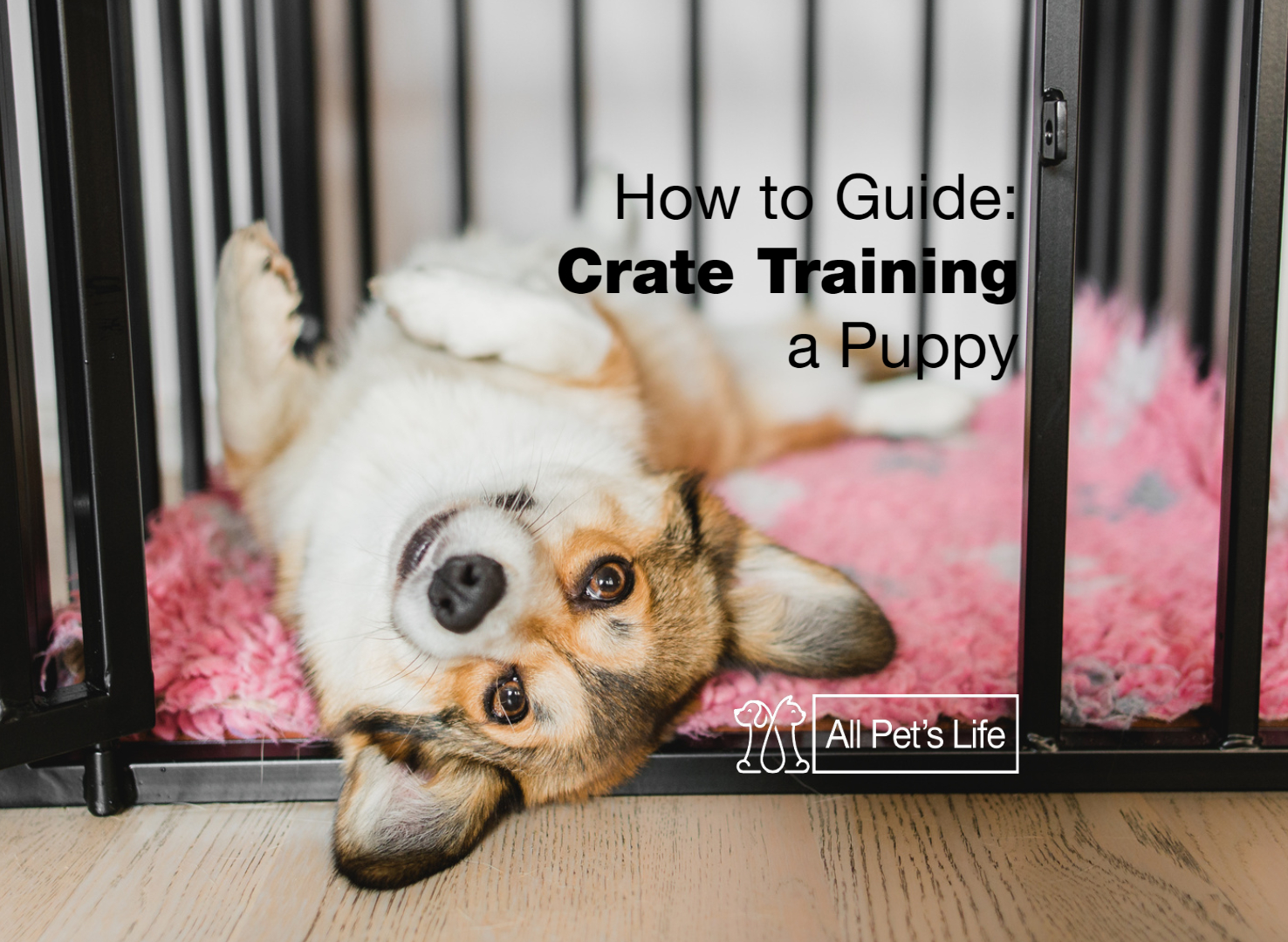 guide to crate training