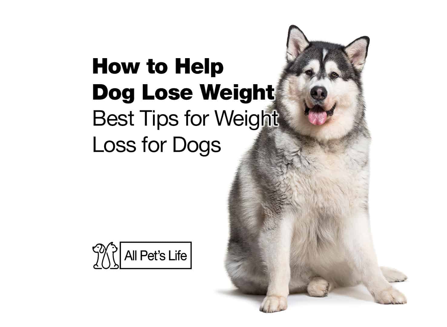 How To Get My Dog To Lose Weight 7 Dog Weight Loss Tips All Pet s Life