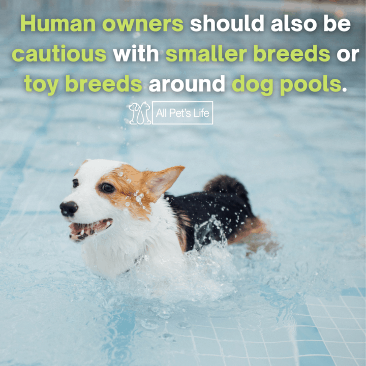 dog walking on the pool
