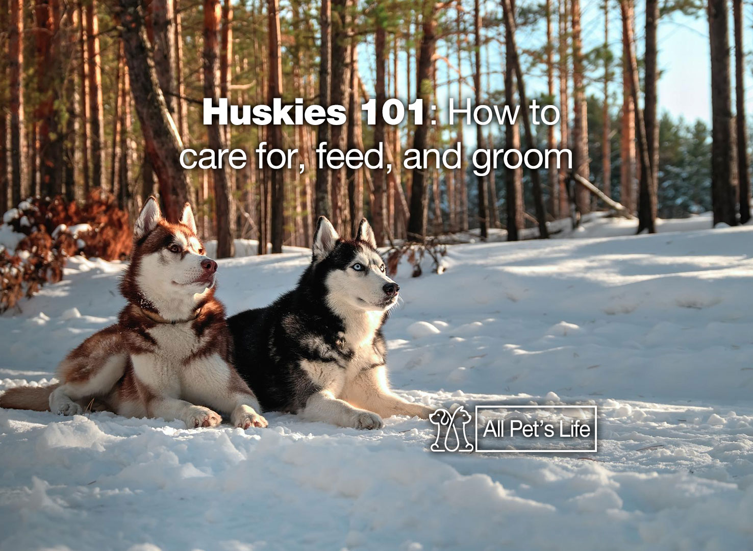 Huskies 101 How to care for, feed, and groom [2023] All Pet's Life