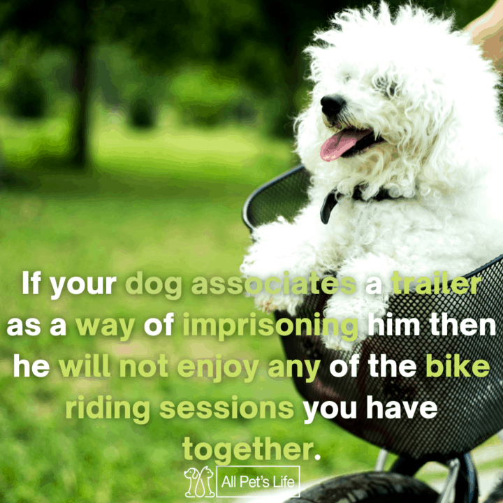 poodle riding a bike trailer
