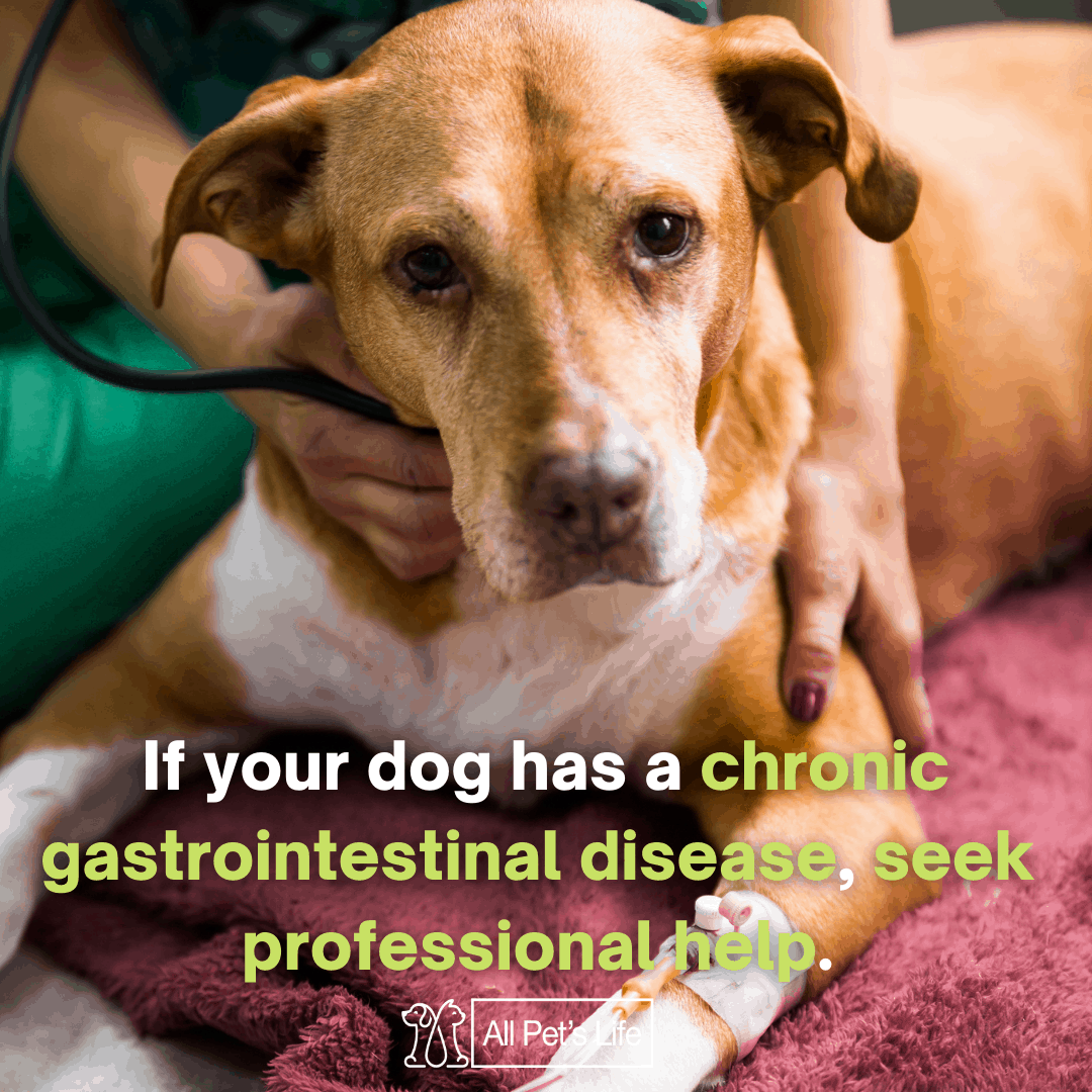 Pepto Bismol for Dogs Guide How it Works [Dosage and Side Effects