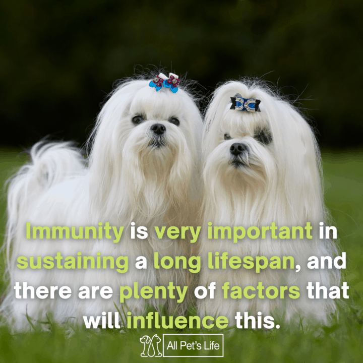two maltese dog on the grass