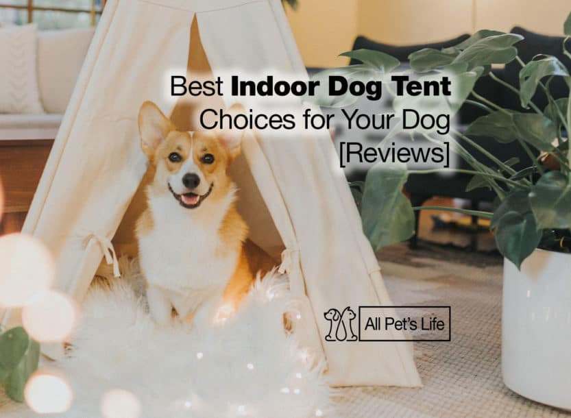 12 Best Indoor Dog Tent Choices for Your Dog [2021 Reviews] All Pet's