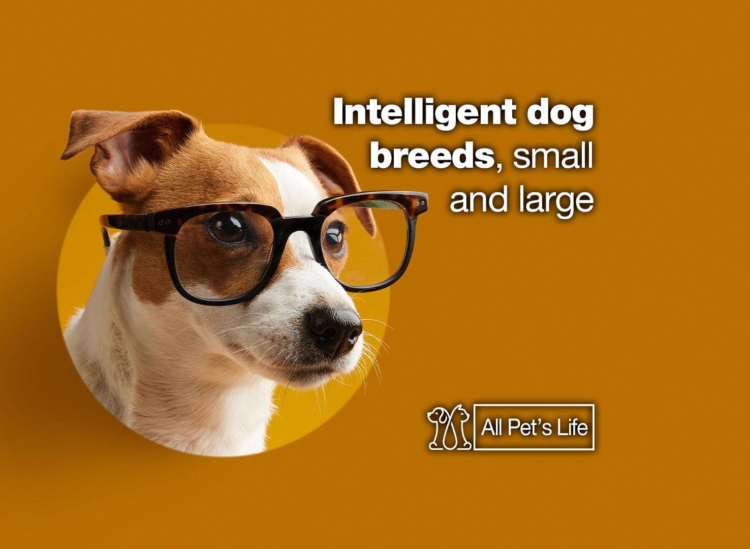 25 Intelligent dog breeds, small and large [2022] All Pet's Life