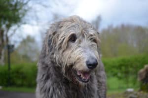 irish wolfhound dog