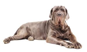 italian mastiff cane corso
