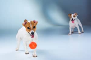 jack russell terrier