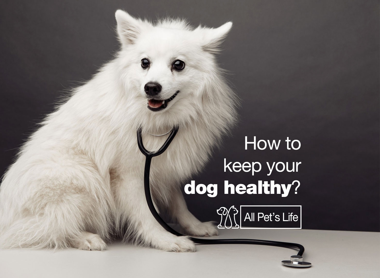 8 Secrets to keep your dog healthy [2023] All Pet's Life
